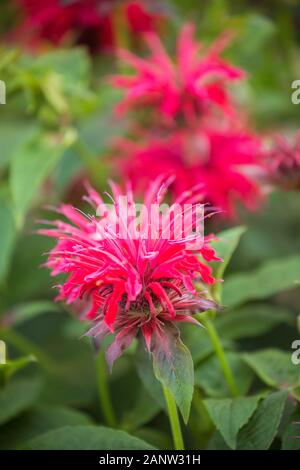 Monarda didyma (Crimson beebalm, scarlet Monarda, Oswego Tee oder Bergamotte), aromatische Kraut Stockfoto