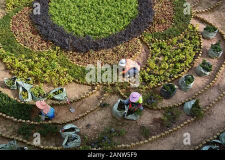 Frauen arbeiten an der Anpflanzung eines Gartenmusters an der Fußgängerüberführung im Quarry Bay Park in Hongkong. Stockfoto