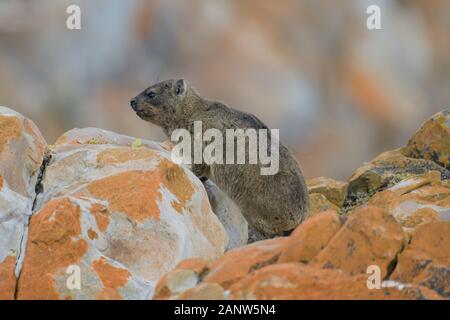 Der Felsenhyrax (Procavia capensis) wird auch als Dassie bezeichnet Stockfoto