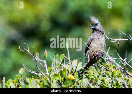 Der gesprenkelte Mousebird (Colius striatus) Stockfoto