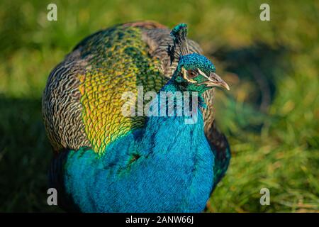 Schließen Sie herauf Bild eines indischen Pfauen männlich mit leuchtenden blauen, grünen und goldenen Federn stehen auf Gras an einem sonnigen Tag. Grüner Hintergrund. Stockfoto