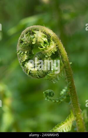 Ein Farnblatt (Pteridium Aquilinum) Entfurcht bei Dappelter Sonneneinstrahlung Stockfoto