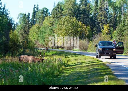 Touristen beobachten und fotografieren Stier wapiti Wapiti (Cervus elaphus canadensis), Prince Albert National Park, Saskatchewan, Kanada Stockfoto