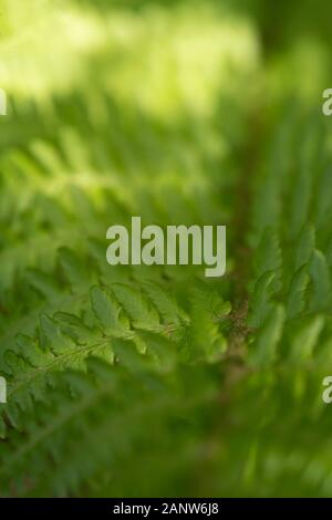 Appliertes Sonnenlicht auf einem Farnblatt (Pteridium Aquilinum) Stockfoto