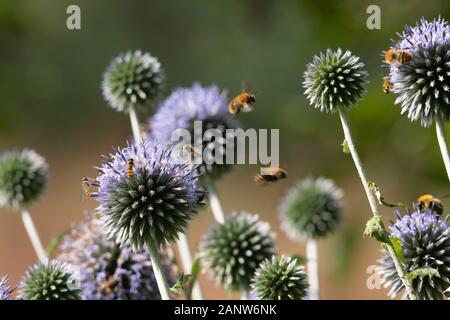 Eine Vielzahl von Hummeln und Hoverbliegen Werden von den Blumen einer Kugeldistel angezogen (Echinops Ritro) Stockfoto