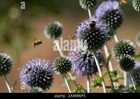 Verschiedene Hummeln Und Hüpffliegen Besuchen Globe Thistle Flowers (Echinops Ritro) im Spätsommer Stockfoto