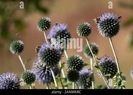 Eine Vielzahl von Bestäubenden Insekten Sammeln sich auf einer Globe Thistle Plant (Echinops Bannaticus) in einem Garten in Aberdeenshire, Schottland Stockfoto