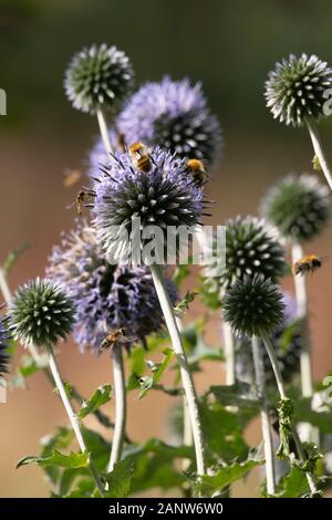 Globe Thistle Flowers (Echinops Ritro) bewirten eine Vielzahl Von Insekten, Darunter gewöhnliche Karderbienen (Bombus Pascuorum) & Hoverbliegen (Episyrphus Balteatus) Stockfoto