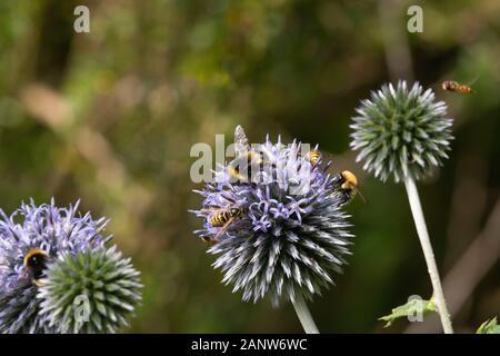 White-Tailed und Common Carder Humblebees (Bombus Lucorum & Pascuorum), Wasps (Vespula Vulgaris) und Hoverflies Versammeln sich auf Globe Thistle Flowers Stockfoto