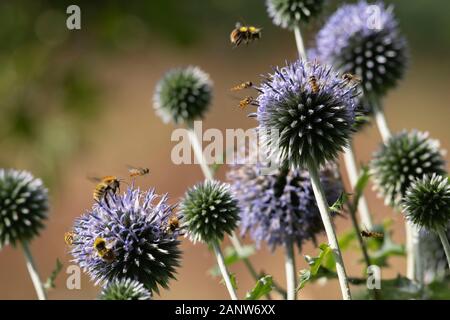 Hummeln (Bombus Pratorum & Muscorum), Hoverbliegen (Episyrphus Balteatus) und Verschiedene Andere Insekten Sammeln sich auf Globe Thistle Flowers Stockfoto