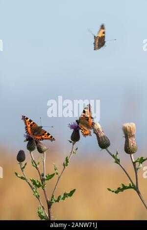 Kleiner Fuchs Schmetterlinge im Flug und Sitzen auf Creeping Thistle Blumen (Cirsium arvense) in voller Sonnenschein Stockfoto