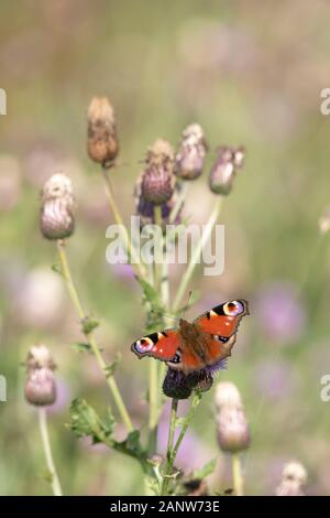 Ein Europäischer Schmetterling (Aglais IO) ließ sich auf schleichenden Distelblumen (Cirsium Arvense) mit im Hintergrund sichtbaren Saatköpfen nieder Stockfoto