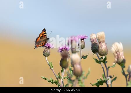 Ein schildpatt Schmetterling (Nymphalis Urticae) ist die schleichende Thistle (Cirsium arvense) Blumen, hier neben Samenköpfe angezogen Stockfoto