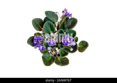 Saintpaulien blüht mit violetten und weißen Blumen auf weißem Hintergrund. Close-up. Makro. Ansicht von oben. Stockfoto