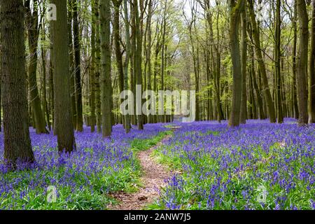 Buche holz mit Bluebell Blumen im Frühjahr gefüllt. Ashridge Wald, die Chiltern Hills, in der Nähe der Ringshall, England, Vereinigtes Königreich. Stockfoto