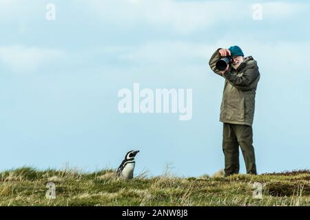 Fotograf John Shaw Fotografieren einer Magellanic Penguin, Spherniscus magellanicus, auf Sea Lion Island, Falkland Inseln, Süd Atlantik Stockfoto