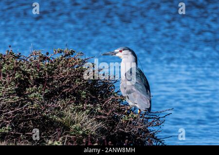 Schwarz-bekrönter Nachtheron, Nycticorax nycticorax cyanocephalus, am Ufer von Long Pond, Sea Lion Island, Falkland Islands, Südatlantik Stockfoto