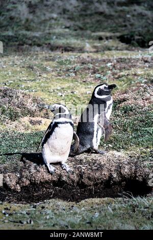 Paar niedliche nach Magellanic Penguin, Spheniscus magellanicus, neben ihren Bau, Sea Lion Island, Falkland Inseln, Britisches Überseegebiet Stockfoto