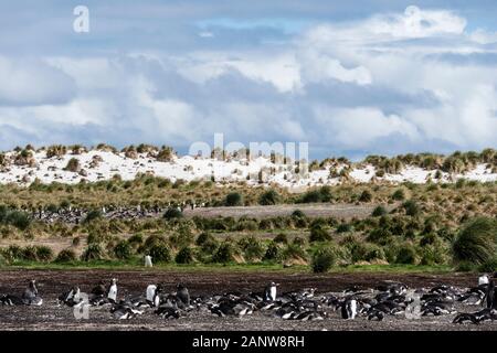 Eine Kolonie oder WATSCHELN von Gentoo Penguins, Pygoscelis papua, mit Dünen im Hintergrund auf Sea Lion Island, Falkland Inseln, Süd Atlantik Stockfoto