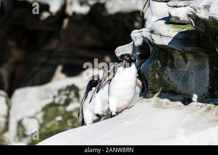 Niedlich, erwachsene Rockhopper Pinguine, Eudyptes chrysocome, auf den Klippen am Hals, Saunders Island, Falkland Inseln, Süd Atlantik Stockfoto