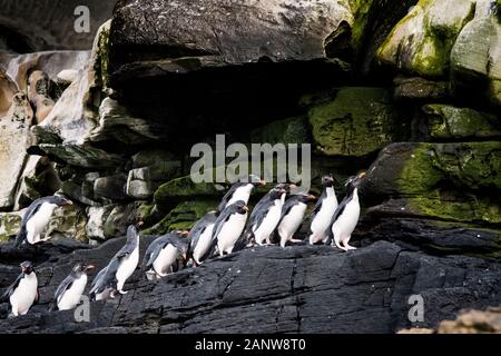 Eine Warteschlange oder Linie der niedlichen, erwachsene Rockhopper Pinguine, Eudyptes chrysocome, in einer Kolonie auf den Klippen am Hals, Saunders Island, in Falklandinseln Stockfoto