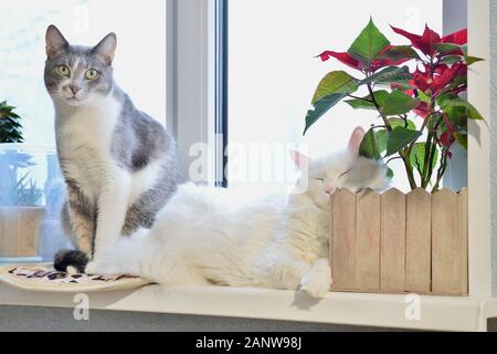 Die weiße Katze schläft elegant, und die graue Katze starrt versessen auf das weiße Fenster mit einem hellen roten Blüte. Der Begriff der Freundschaft Haustiere. Stockfoto