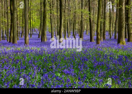 Buche holz mit Bluebell Blumen im Frühjahr gefüllt. Ashridge Wald, die Chiltern Hills, in der Nähe der Ringshall, England, Vereinigtes Königreich. Stockfoto