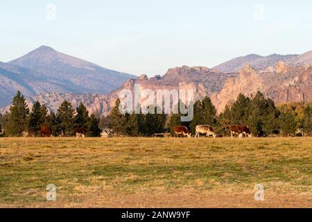 Eine Gruppe von Kühe weiden bei Sonnenuntergang mit Smith Rock State Park im Hintergrund in Terrebonne Stockfoto