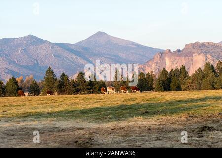 Eine Gruppe von Kühe weiden bei Sonnenuntergang mit Smith Rock State Park im Hintergrund in Terrebonne Stockfoto