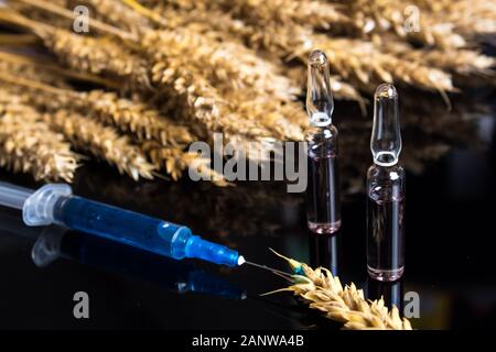 Weizen und Korn Tests für GVO. Gentechnisch veränderten Lebensmitteln. Der Schaden, den der Herbizide und Pestizide auf den menschlichen Körper. Eine Spritze mit einer chemischen substanzielle Stockfoto