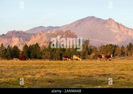 Eine Gruppe von Kühe weiden bei Sonnenuntergang mit Smith Rock State Park im Hintergrund in Terrebonne Stockfoto