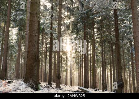 In einem verschneiten Wald im Winter mit Sonnenlicht durchscheinen. Schneebedeckte Fichten und steigende Haze. Stimmungsvolle Winterlandschaft. Stockfoto