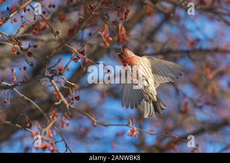 Haus Fink (Haemorhous mexicanus) im Winter Stockfoto