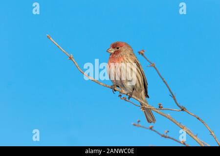 Haus Fink (Haemorhous mexicanus) im Winter Stockfoto