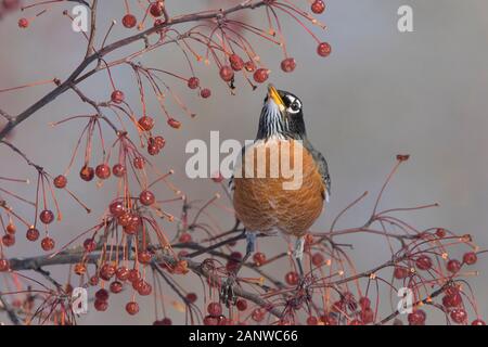 Anerican Robin im Winter Stockfoto