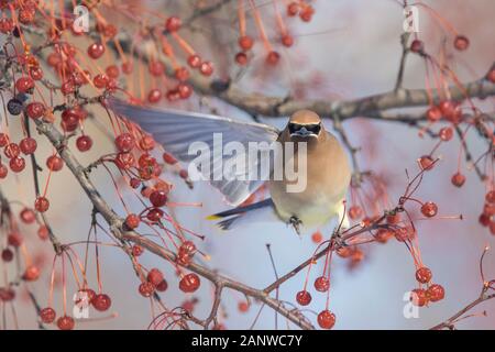 Cedar waxwing im Winter Stockfoto