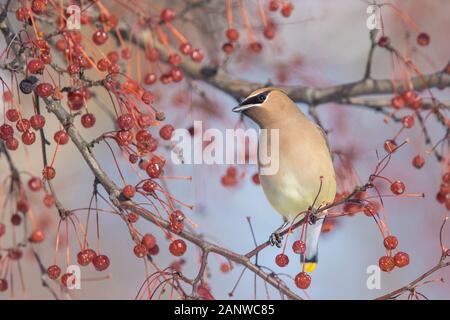 Cedar waxwing im Winter Stockfoto