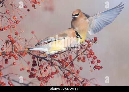 Cedar waxwing im Winter Stockfoto