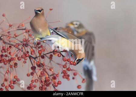 Cedar waxwing und amerikanischen Robin im Winter Stockfoto