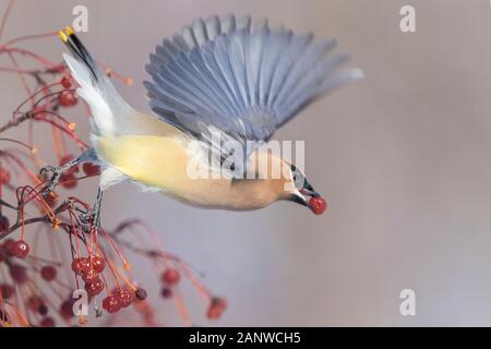 Cedar waxwing im Winter Stockfoto