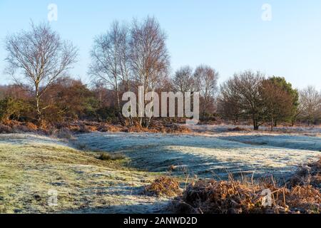 Frosty sonnigen Tag an chailey Naturschutzgebiet in East Sussex Stockfoto