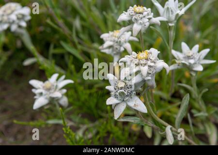 Viele Edelweiss Blumen wachsen zusammen - Symbol des Alpinismus. Stockfoto