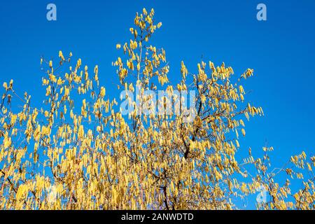 Hazel Bush mit Pollen vor einem blauen Himmel Stockfoto