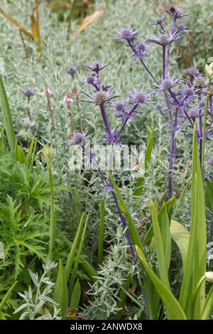 Eryngium bourgatii, Mittelmeer holly Stockfoto