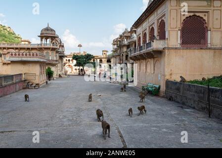 Affentempel, Hanuman Ji Temple, Jaipur, Indien Stockfoto