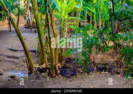 Tropischer Garten im Sala Colonia und Islamischen komplexe Chellah, Moschee und Minarett. Chellah ist die Nekropole von Rabat. Marokko. Stockfoto