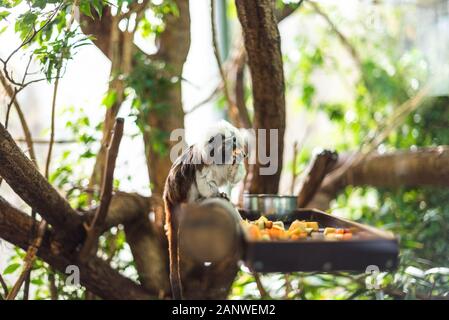 Marmose auf einem Holzkäfig, das etwas Obst grün scharf fokussiert, Zweigwald Zoo Gehege niedlich flauschiger Affe klein Stockfoto