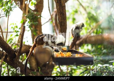 Marmose auf einem Holzkäfig, das etwas Obst grün scharf fokussiert, Zweigwald Zoo Gehege niedlich flauschiger Affe klein Stockfoto