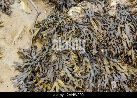 Algen bei Ebbe im Wattenmeer Stockfoto