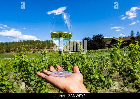 Glas klaren weißen Wein an Hand selektiven Fokus gegen Okanagan Valley Winery Vineyards mit blauer Himmel, outdoor Weinprobe Konzept Stockfoto